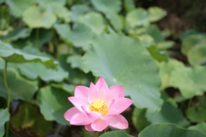 IMG_0469