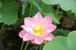 IMG_8597