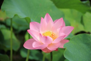IMG_8598