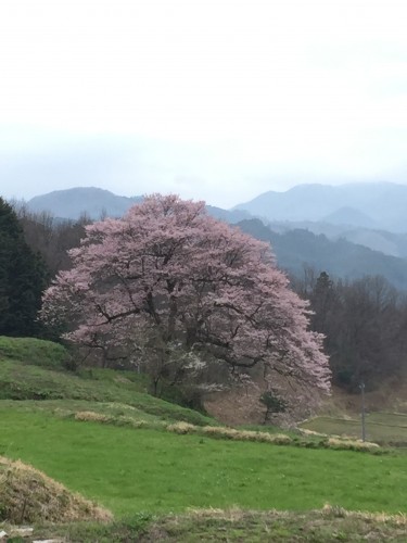 芝の大桜