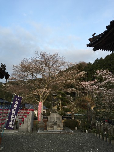 善光寺境内のカイドウ