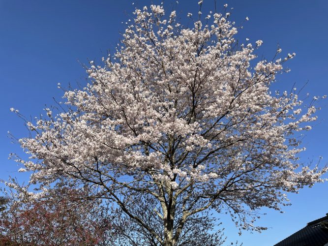 境内の桜